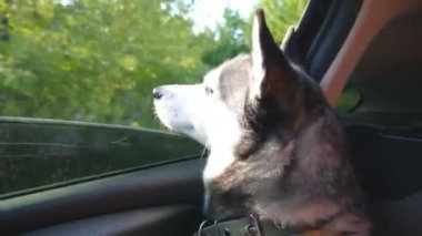 Burnunu otomobil penceresinden yapışkanlık dışarı ve kırsal güzel doğa isteyen Sibirya husky köpek. Güneşli gün hareket eden arabanın arka koltuğunda oturan genç Evcil hayvan. Yakın çekim