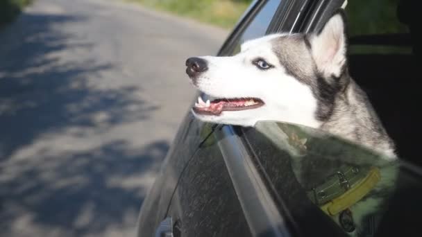 Close up van mooie Siberische husky hond uitkijkt vanuit het raam van de rijdende auto in zonnige dag. Huisdier steekt haar hoofd uit auto kijken naar de natuur te genieten van de wind — Stockvideo