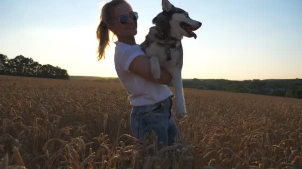 Chica feliz con el pelo rubio llevando en las manos su perro husky siberiano entre las espiguillas en el prado. Mujer joven en gafas de sol pasando tiempo junto con su mascota en el campo de trigo dorado. De cerca. — Vídeo de stock