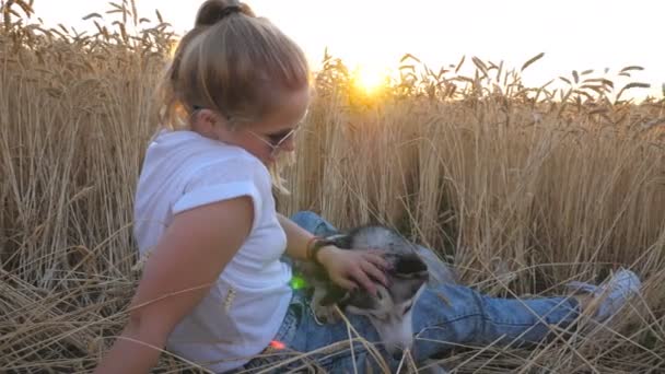 草原に熟した小穂の黄金の間で座っていると日没で彼女のハスキー犬をなでるサングラスの若い女の子のプロフィール。麦畑で彼女のペットと休憩のブロンドの髪を持つ幸せな女は。横から見た図 — ストック動画
