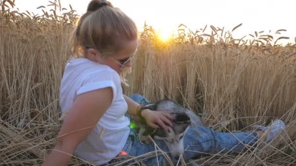 Das Profil eines jungen Mädchens mit Sonnenbrille, das zwischen goldenen reifen Ähren auf der Wiese sitzt und ihren Husky-Hund bei Sonnenuntergang streichelt. glückliche Frau mit blonden Haaren, die mit ihrem Haustier im Weizenfeld ruht. Seitenansicht — Stockvideo