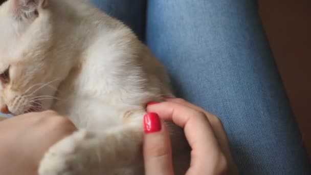 Small red haired kitten lying on the lap of young women and playing with female hands indoor. Girl holding playful cute ginger cat on knees and kitty biting her arms inside. POV Slow motion — Stock Video