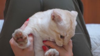 Güzel kırmızı kedi dişi sahibinin bacaklarının üzerinde yatıyor. Kadının elleri, evcil hayvanını okşar. Sevgi ve özen gösterir. Zencefilli kedi yavrusu tutucusuyla oynuyor ve parmaklarını ısırıyor. Yavaş çekim. Yakın çekim.