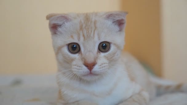 Close up of playful red cat lying on bed folded paws and attentively watching movements behind camera. Portrait of beautiful ginger kitten with big eye. Blurred background. Slow motion — Stock Video