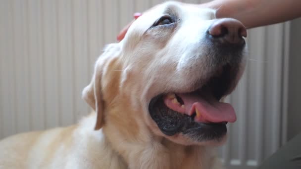 Dişi el, içeride köpeğe dokunuyor. Labrador 'un portresi ya da sahibi tarafından okşanan golden retriever. Sevgi ve özen gösteren güzel bir köpek. Arkadaşlık kavramı. Yavaş çekim. Yakın çekim. — Stok video