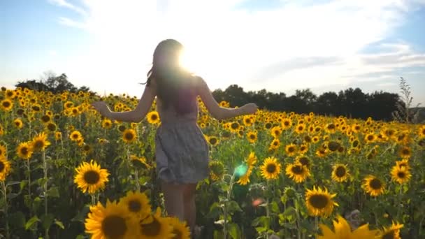 Nerozpoznatelná krásná dívka, která běží na žluté slunečnicové pole a zvedá ruce v čase západu slunce. Šťastná mladá žena běhala na letní louce a vychutnávala si svobodu. Víkendový koncept. Zpomaleně — Stock video