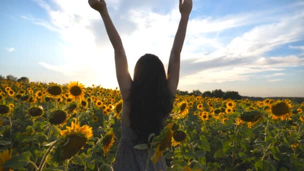 Onherkenbaar mooi meisje staande op gele zonnebloem veld en het verhogen van de handen. Gelukkige vrouw genieten van vrijheid op de weide. Concept van liefde voor de natuur bij zonsondergang tijd. Slow Motion achterzijde achteraanzicht — Stockvideo