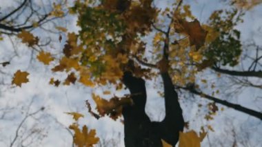 Sonbahar ormanlarında yere düşen yüksek ağaç ve sarı akçaağaç yaprakları düşük görünümü. Gökyüzü arka planda uçan parlak yeşillik yakın. Renkli sonbahar sezonu. Yavaş çekim