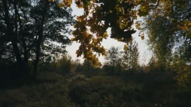 Rüzgar, ağaçların dallarını karıştırır. Sarı akçaağaç yaprakları içinden güneş ışınları geçer. Günbatımında sonbahar parkı manzarası. Parlak güneş orman bitkilerini aydınlatıyor. Güneş ışığı yaprakların arasında parıldıyor.