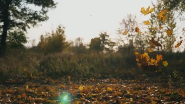 Близько до жовтого кленового листя, що падає в автономний парк. Яскраве сонце світить крізь яскраве падаюче листя. Красивий природний пейзаж на фоні. Барвистий осінній сезон. Повільний рух — стокове відео