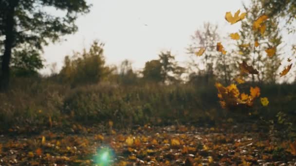 Gros plan des feuilles d'érable jaune tombant dans le parc automnal. Soleil brillant qui brille à travers un feuillage qui tombe vif. Beau paysage naturel en arrière-plan. Saison d'automne colorée. Mouvement lent — Video