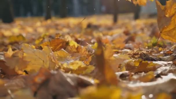 Vista detallada de las hojas de arce amarillo cayendo al suelo en el parque de otoño. Suelo cubierto de follaje seco y vívido. Fondo colorido de la naturaleza. Cámara lenta Primer plano — Vídeos de Stock