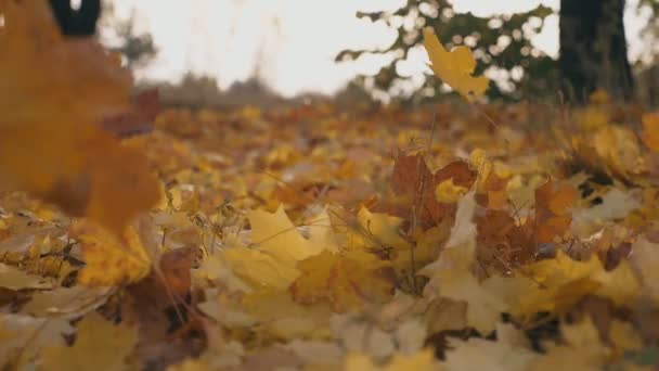 Vista detallada de las hojas de arce amarillo cayendo al suelo en el bosque de otoño. Suelo cubierto de follaje seco y vívido. Fondo colorido de la naturaleza. Cámara lenta Primer plano — Vídeos de Stock