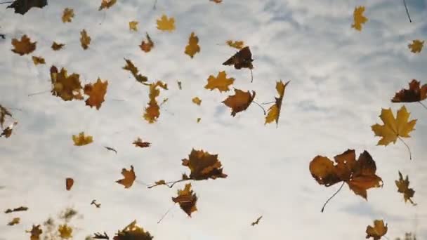 Macchina fotografica seguendo a foglie di acero gialle che cadono a terra in foresta di autunno. Primo piano di fogliame luminoso che vola sullo sfondo del cielo. Stagione autunnale colorata. Rallentatore — Video Stock