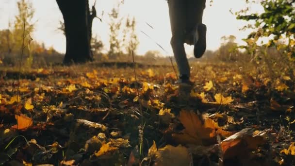 Felismerhetetlen sportolója fut ősszel parkban stepping színes lehullott levelek. Férfi sportoló képzés kültéri naplementekor időben. Gyönyörű természeti táj. Homályos háttér. Lassú mozgás vissza nézet — Stock videók