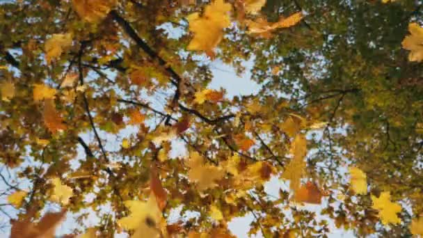 Vista baja sobre hojas de otoño brillantes que caen en el suelo en el bosque. Primer plano del follaje amarillo que cae al fondo de las ramas de los árboles. Colorida temporada de otoño. Movimiento lento — Vídeo de stock