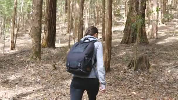 Jovem turista com mochila andando na floresta. Mochila fêmea atravessando a madeira durante as férias de verão. Menina caminhando na natureza. Conceito de estilo de vida ativo saudável. Vista traseira — Vídeo de Stock