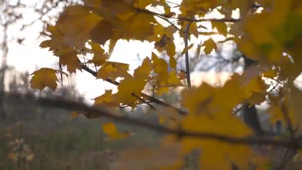 Gros plan des feuilles d'érable jaunes sur les branches des arbres se balançant doucement dans le vent au coucher du soleil. Feuillage d'automne luxuriant se balançant sur la brise de la forêt. Belle saison d'automne colorée. Mouvement lent 