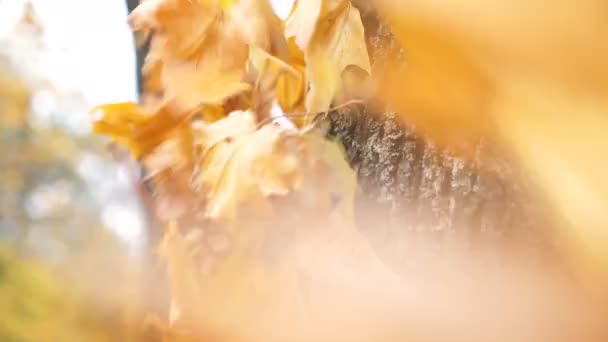 Close up of yellow maple foliage falling and sticking to the bark of tree in forest at sunny day. Beautiful colorful fall season. Blurred autumn landscape at background. Slow motion — Stock Video