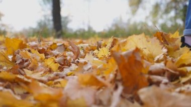 Ormanda renkli düşmüş yaprakları üzerinde adım erkek ayak yakın. Sonbahar parkında sarı yaprakları ile kaplı yerde yürüyen genç adam. Adam bacaklar kuru akçaağaç yaprakları tekme. Yavaş hareket