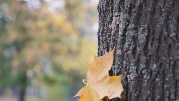 Primer plano de hoja de arce amarillo cayendo y pegándose a la corteza del árbol en el bosque en el día soleado. Hermosa temporada de otoño colorido. Paisaje borroso de otoño en el fondo. Movimiento lento — Vídeo de stock