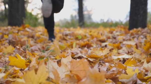 Бегущий мужчина в осеннем парке наступает на сухие кленовые листья. Молодой спортсмен бегает по красочной опавшей листве. Неузнаваемый спортсмен тренируется на природе. Красивый размытый пейзаж. Вид сзади — стоковое видео