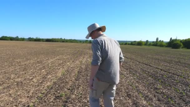 Nerozpoznatelný mužský farmář, který jede na suchém poli a zkoumá mladé zelené výhonky za slunečného letního dne. Modrá obloha na pozadí. Koncepce zemědělského podnikání. Pohled zezadu zavřít — Stock video