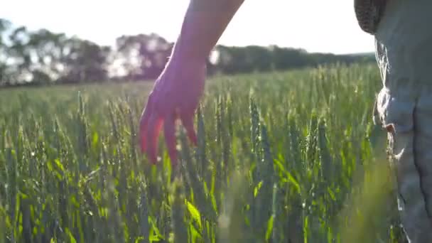 Manlig hand flytta över vete växer på ängen på solig sommardag. Unga jordbrukare går genom fältet spannmål och vidrör gröna öron av gröda. Jordbruk-konceptet. Bakre tillbaka Visa nära upp — Stockvideo