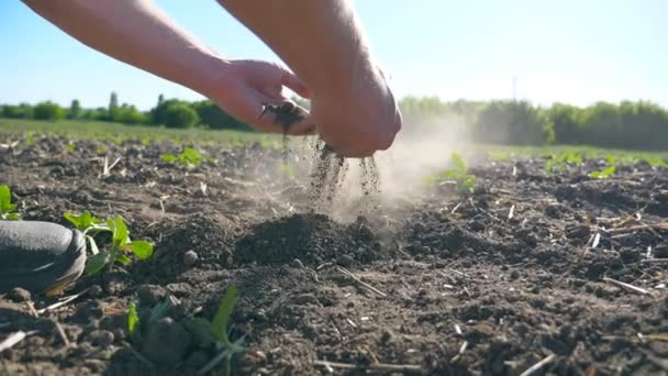 Чоловічі руки фермера тримають купу сухого ґрунту і виливають його назад через пальці на полі в сонячний день. Концепція аграрного бізнесу. Низький кут огляду Повільний рух крупним планом — стокове відео