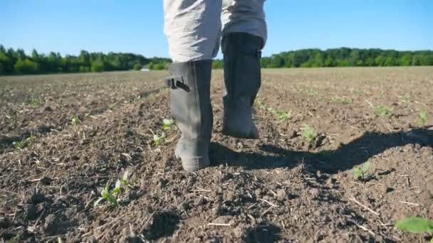 Слідуйте за фермерами ніг у чоботях, що проходять через маленькі зелені паростки соняшнику на полі. Ноги молодого чоловіка ступають на суху землю на лузі. Низький кут огляду Крупним планом Повільний рух — стокове відео