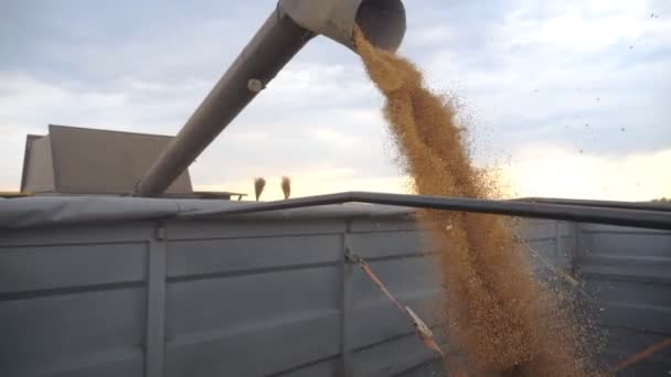 夕方にトラックで穀物の積み込み収穫作物を組み合わせます。収穫機オーガーから落ちる黄色の乾燥したカーネル。トレーラーにライ麦のロードプロセスに関するビュー。収穫の概念。スローモーションクローズアップ — ストック動画
