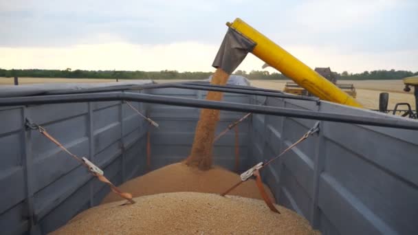 Menggabungkan pemuatan gandum dalam truk di malam hari. Tampilan samping pada proses pemuatan gandum hitam segar ke trailer. Kernel kuning kering jatuh dari pemanen auger. Konsep Pemanenan. Tembakan lambat mo Dolly — Stok Video