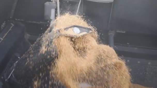 Combine pouring wheat grains. Close up of yellow dry kernels falling from harvester auger into truck trailer. Process of rye loading. Concept of harvesting. Slow motion Detail view — Stock Video
