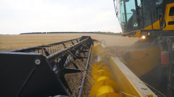 Close up faca de combinar fiação e corte de espigas de trigo. Colheitadeira lentamente cavalgando pelo campo e colhendo colheita de cevada madura. Conceito de indústria de alimentos ou colheita. Movimento lento Vista lateral — Vídeo de Stock