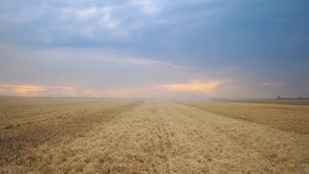 Beautiful view on empty field after gathering crop of wheat at dusk. Scenic nature landscape. Concept of harvesting. Slow motion — Stock Video