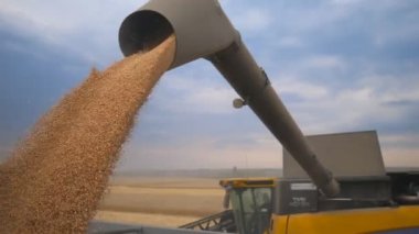 Akşam kamyonda yükleme hasat buğday taneleri birleştirin. Hasat çıtasından düşen sarı kuru çekirdekler. Arka planda güzel gökyüzü. Hasat kavramı. Yavaş çekim Yakın çekim