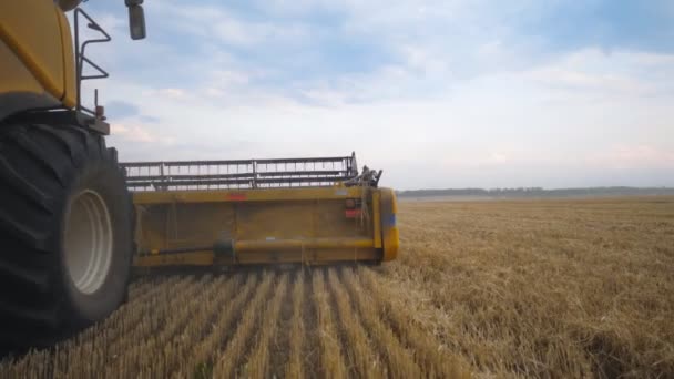 Vista desde el lado derecho de combinar trabajando en el campo de grano. Cosechadora paseando lentamente por el campo recogiendo cosecha de trigo maduro. Concepto de industria alimentaria o cosecha. Movimiento lento — Vídeo de stock