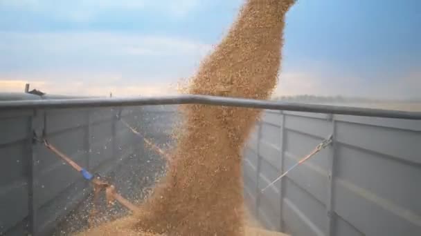 Комбинируйте погрузку собранного урожая зерна в грузовик вечером. Желтые сухие ядра падают со шнека комбайна. Вид на процесс загрузки ржи в прицеп. Концепция сбора урожая. Медленное движение — стоковое видео