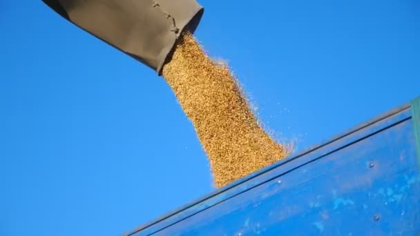 Combine la cosechadora cargando granos de trigo. Núcleos secos amarillos cayendo de barrena cosechadora en camión remolque. Centeno vertiendo en el fondo del cielo. Concepto de cosecha. Cámara lenta Primer plano Vista baja — Vídeo de stock