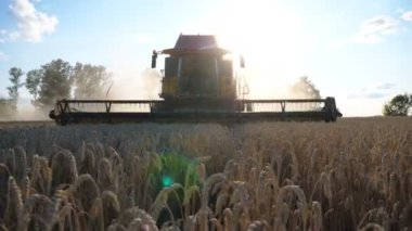 Modern tahıl hasat akşam saatlerinde buğday mahsul toplama. Arpa nın kır kesim sapları ile sürme birleştirin. Hasat kavramı. Arka planda parlayan parlak güneş. Yavaş mo Yakın çekim