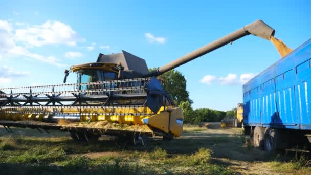 小麦穀物をトラックに積み込む農業環境で働く穀物収穫機。黄色の乾燥したカーネルは、オーガーを組み合わせてトレーラーに落ちる。ライ麦を注ぐプロセス。収穫の概念。スローモーション — ストック動画