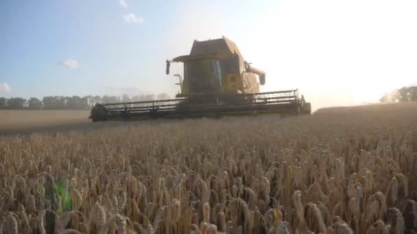 カメラは晴れた日に小麦を集める穀物収穫機に続きます。大麦の田舎の切断茎を介して乗って組み合わせます。背景に明るい太陽の光と美しい景色。スローモーションフロントビュー — ストック動画