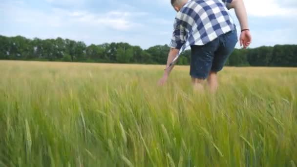 Férfi kézi búzatermesztés a mező fölé. Rét zöld gabona és mans kar megható vetőmagok a nyáron. Séta a gabona a mező srác. Lassú mozgás közelről — Stock videók