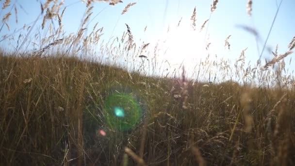 Luce calda del sole estivo che splende attraverso il campo di erba selvatica. Primo piano di fiori campo erba alla luce del tramonto. Sfondo colorato natura. Il sole splendente illumina l'erba secca. Rallentatore — Video Stock