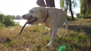 Islak labrador veya altın retriever dişler ahşap sopa ile çalışan. Doğada oynayan köpek. Yavaş hareketi kapat