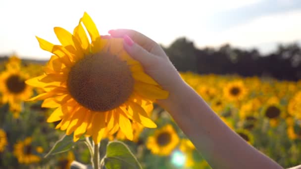 Arm av tjej smeka gula blomman på ängen på solig dag. Kvinnlig hand röra vacker solros i fältet med solen flare på bakgrunden. Sommaren koncept. Närbild av Slow motion — Stockvideo