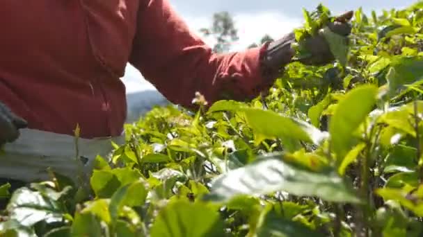 Lage hoek uitzicht van lokale Indiase vrouw plukken verse bladeren van groene struiken op Highland. Close-up van onherkenbaar vrouwelijke handen oogst thee op plantage op zonnige dag — Stockvideo