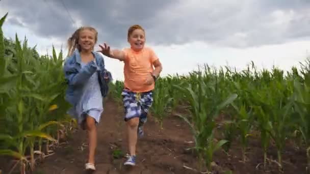 Kislány és a fiú szórakozik futás közben a kamerát a kukorica ültetvény. Kicsi Kids játék között kukorica mező. Aranyos mosolygó gyerekek kocogni a réten. A boldog gyermekkor fogalma — Stock videók