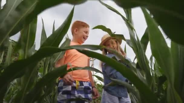 Jolie fille tenant dans la main la tige de maïs et dire quelque chose à son ami tout en allant parmi la plantation de maïs. Petits enfants parlant pendant la promenade dans le champ de maïs à la ferme biologique. Bonne enfance — Video