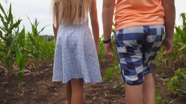 Vista trasera de una niña y un niño caminando por el campo de maíz y tomándose las manos. Un par de niños pequeños yendo entre el prado de maíz sosteniendo los brazos. Concepto de primer hijo amor. Vista baja cámara lenta — Vídeo de stock